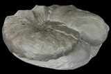 Fossil Triassic Ammonite (Ceratites) - Germany #130203-1